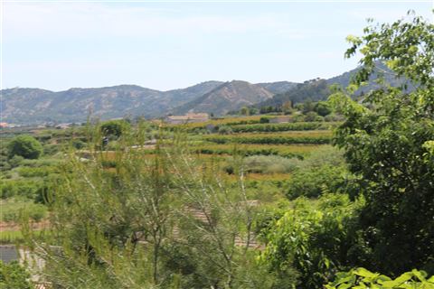 Sierra Espuña con viñedos y naranjos